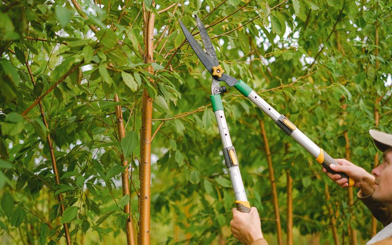 Tree trimming in Independence, OR
